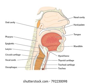 Cross section through the head showing the nasopharynx, oropharynx and larynx