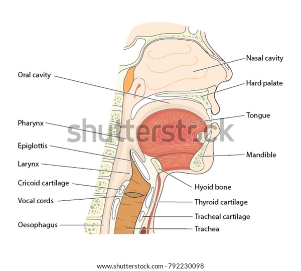 Cross section through the head showing the\
nasopharynx, oropharynx and\
larynx