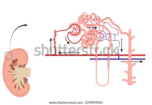 Cross Section Through Kidney Detail Kidney Stock Vector (Royalty Free
