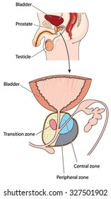 Cross section through the male abdomen with detail of the prostate gland anatomy.