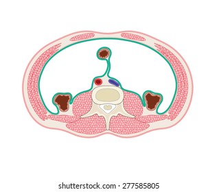 Cross section through peritoneal cavity showing muscles of the abdomen and position of bowel, aorta and inferior vena cava. 