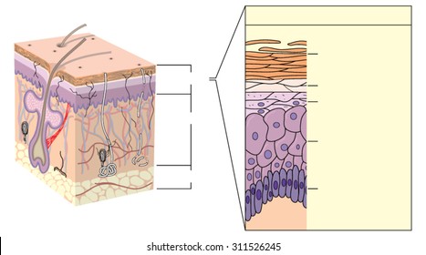 Cross section through skin, showing the various layers of the epidermis