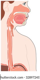 Cross section through the upper alimentary canal showing the mouth, pharynx, larynx, oesophagus and gastric sphincter