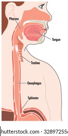 Cross section through the upper alimentary canal showing the mouth, pharynx, larynx, oesophagus and gastric sphincter