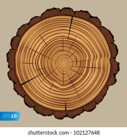 Cross section of tree stump isolated on white background, vector Eps 10 illustration.