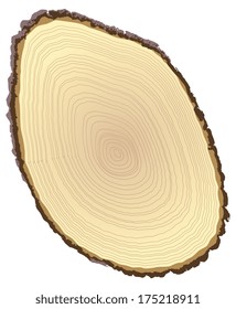 Cross section of tree stump isolated on white background, vector illustration