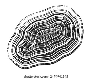 Cross section of tree stump slice with age rings. Black and white grunge wooden texture with concentric rings. Tree ring pattern isolated on white background. Wood grain