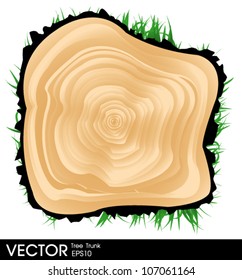 Cross section of tree trunk