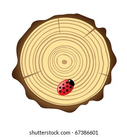 Cross section of tree trunk showing growth rings