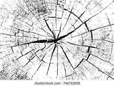 Cross section of the tree. Wood aged rings. 
Vector illustration on white background.