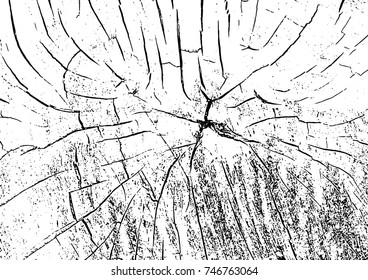 Cross section of the tree. Wood aged rings. 
Vector illustration on white background.