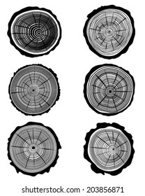 Cross section of the trunk, vector illustration 
