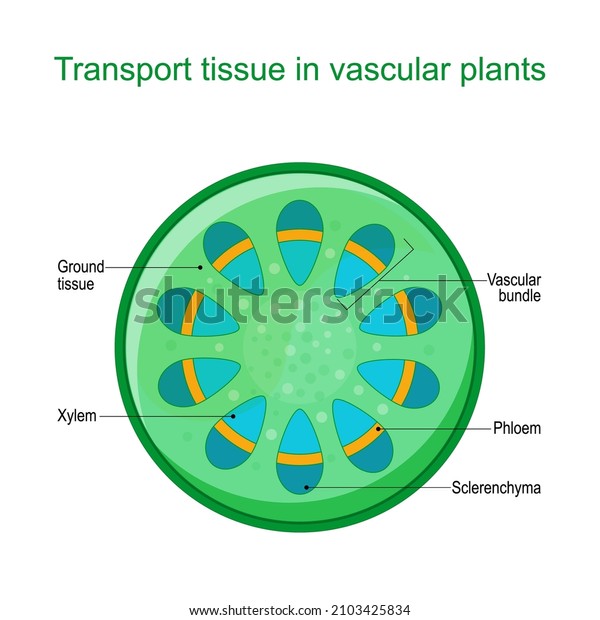 Cross section of vascular tissue\
system of  a plant. Dicot vascular bundles of xylem and phloem are\
arranged in a ring. Vector diagram for educational\
use