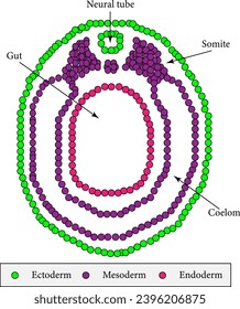 The Cross section of a vertebrate embryo in the neurula stage.Vector illustration