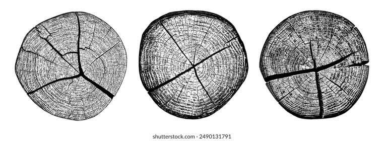 Cross section of wood texture. Tree rings. Cut slice of wooden print isolated on white. Textured surface with rings and cracks. Background made of hardwood from the forest. Vector illustration.EPS 10.