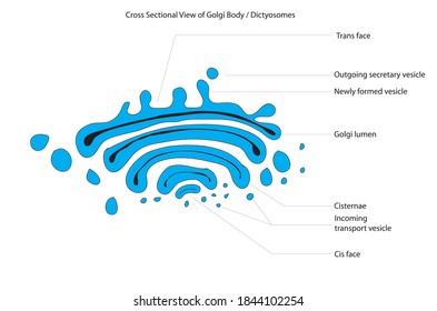 Cross sectional anatomy of golgi body (dictyosomes) of a cell , golgi apparatus