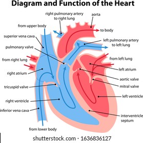 Human Heart Diagram High Res Stock Images Shutterstock