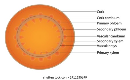 Cross sectional stem view of secondary growth of dicot woody plant, cross section of anthophyta stem, detailed matured plant stem cells, anthophyta cross sectional view, labeled cross section stems 