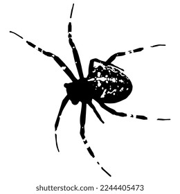 Cross spider. Araneus diadematus. European garden spider. Black silhouette on white background.