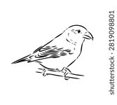 Crossbill bird, drawn vector sketch