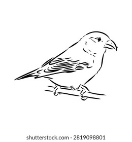 Crossbill bird, drawn vector sketch