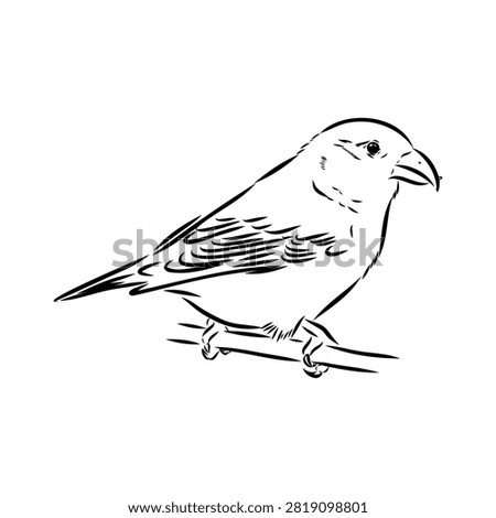 Crossbill bird, drawn vector sketch