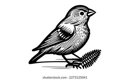Crossbill bird vector black line illustration isolated white. Sketch art