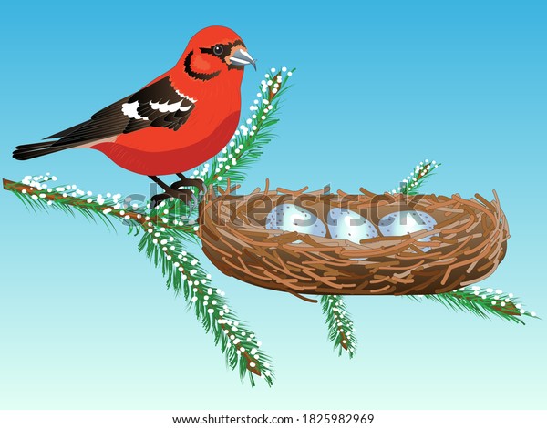A Crossbill\
sits next to a nest on a fir\
tree
