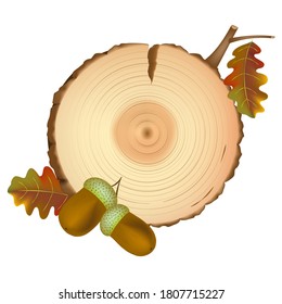 Cross-cut of an oak trunk, a twig with a leaf and two acorns.