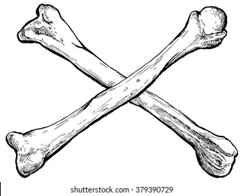 Crossed bones - hand drawn vector illustration, isolated on white