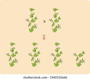 
crossing with the height of the plant in peas