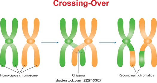 Crossing over between the non-sister chromatids of the homologous chromosome
