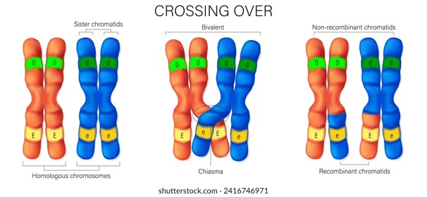 Crossing over of chromosome. Crossing over between the non-sister chromatids of the homologous chromosome. Genetic recombination. Vector used for scientific and medical education.