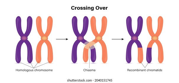 Crossing over of chromosome. Genetic recombination.