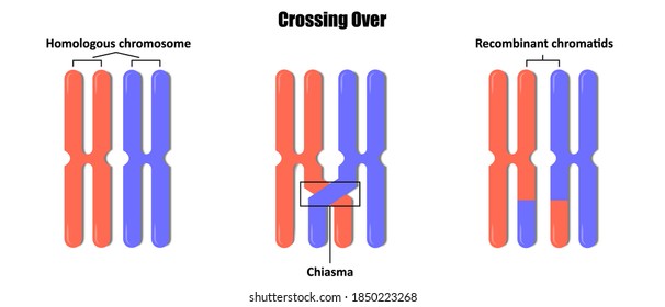 Crossing Over, Genetic recombination, Crossing over during meiosis, Process of genetic material is exchanged between homologous chromosome
