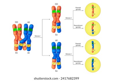 Überqueren von Vektorgrafiken. Der Austausch von DNA zwischen paarweise homologen Chromosomen. Genetik und Genomik. Elternspiel und rekombinantes Gamete.