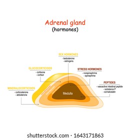 Crosssection Adrenal Gland Hormones Adrenal Gland Stock Vector (Royalty ...