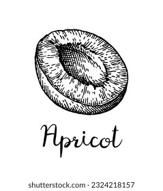 Cross-section apricot. Ink sketch isolated on white background. Hand drawn vector illustration. Vintage style.