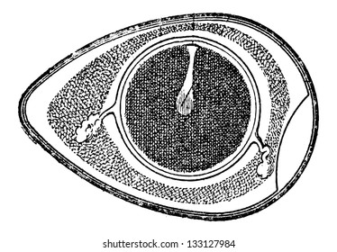 Cross-section of a Chicken Egg, vintage engraved illustration. Dictionary of Words and Things - Larive and Fleury - 1895