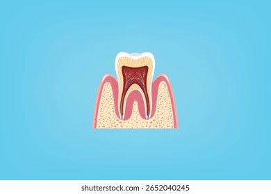 Seção transversal de um dente saudável com raiz e gengiva. Ideal para conteúdo médico, educacional e de anatomia dental.