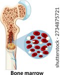 Cross-section of human bone showing marrow and blood cells, vector style, labeled, anatomical diagram