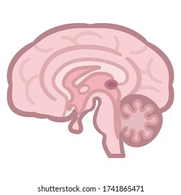 Cross-section of the human brain. Vector illustration.