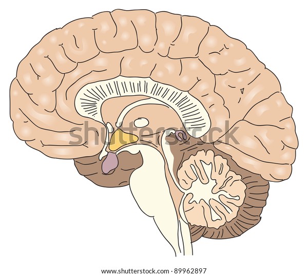 人間の脳の断面 ベクターイラスト のベクター画像素材 ロイヤリティフリー 9627