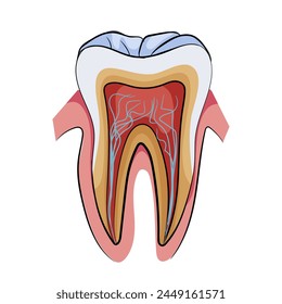 Cross-section of a human tooth showing its internal structure, Vector illustration on a white background, concept of dental anatomy. Vector illustration