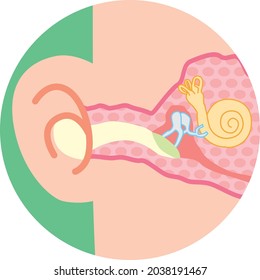 Cross-section illustration of the inside of the ear