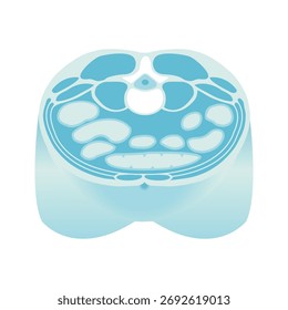 Ilustración transversal de un cuerpo normal