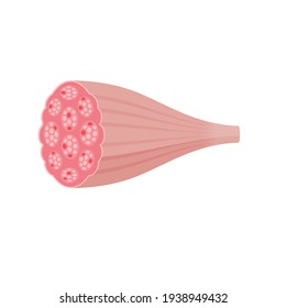 Cross-section of muscle vector illustration  white muscle