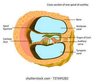 Cross-section of one spiral of cochlea. Anatomy of inner ear