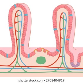 Sección transversal de las vellosidades intestinales Pequeñas