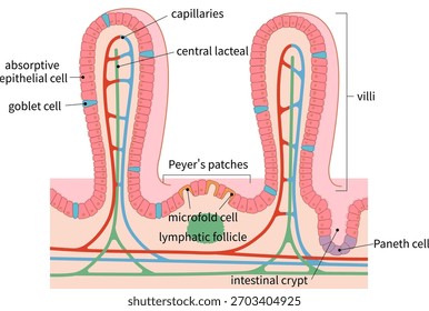 Sección transversal de las vellosidades intestinales Pequeñas